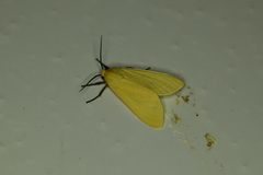 Pareuchaetes insulata