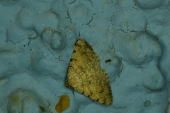 Digrammia colorata