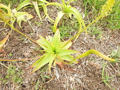 Bulbine latifolia latifolia