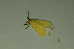 Pareuchaetes insulata