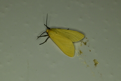 Pareuchaetes insulata