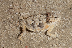Phrynosoma coronatum
