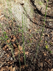 Equisetum