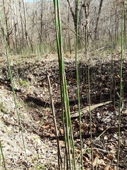 Equisetum