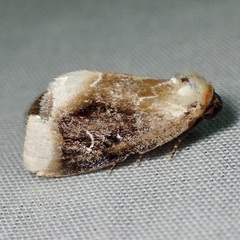 Chrysoecia scira