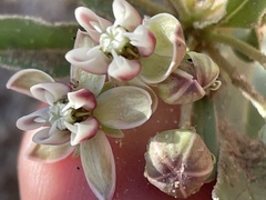 Asclepias involucrata