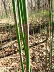 Equisetum