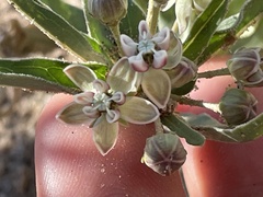 Asclepias involucrata