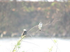 Arundinicola leucocephala