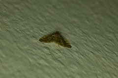 Pseudopyrausta santatalis