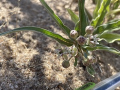 Asclepias involucrata