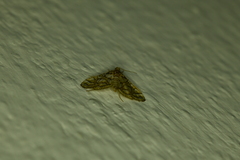 Pseudopyrausta santatalis