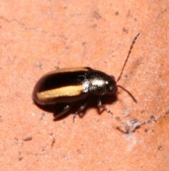 Phyllotreta
