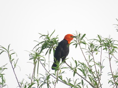 Amblyramphus holosericeus