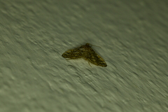 Pseudopyrausta santatalis