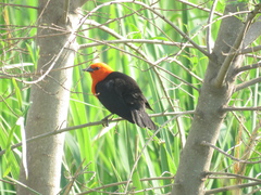 Amblyramphus holosericeus