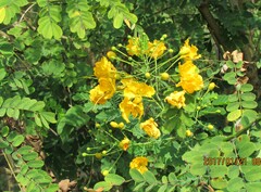 Caesalpinia pulcherrima flava