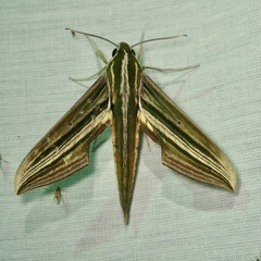 Xylophanes eumedon