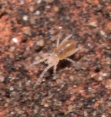 Rhagidiidae