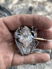 Chiromantis xerampelina