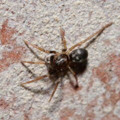 Phrurolithus