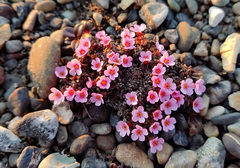 Androsace ochotensis