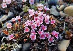 Androsace ochotensis