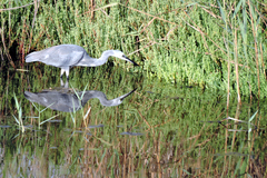 Egretta garzetta × gularis