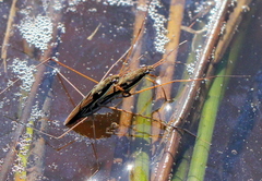 Limnoporus rufoscutellatus