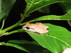 Pristimantis ramagii