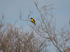 Euphonia chlorotica