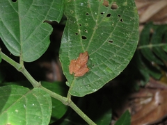 Pristimantis ramagii