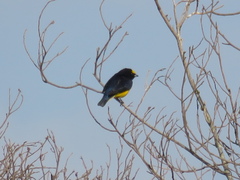 Euphonia chlorotica