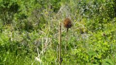 Dipsacus sativus