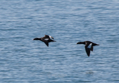 Melanitta stejnegeri