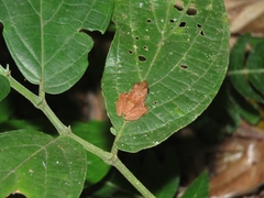 Pristimantis ramagii