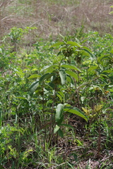 Image of Vangueria ferruginea
