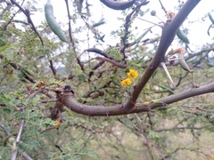 Vachellia farnesiana