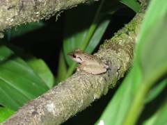 Pristimantis ramagii