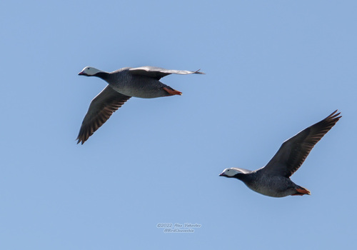 Emperor Goose, Анадырский р-н, Чукотский автономный округ, Россия, photo 7 of 10