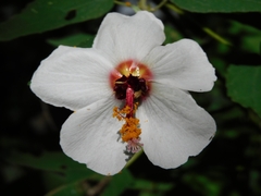 Pavonia oxyphylla