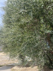 Olea europaea