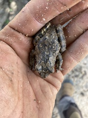 Chiromantis xerampelina