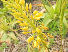 Bulbine latifolia latifolia