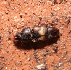 Carpophilus hemipterus