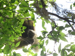 Alouatta caraya