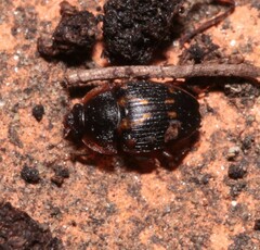 Stelidota geminata