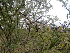 Vachellia farnesiana
