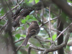 Lathrotriccus euleri