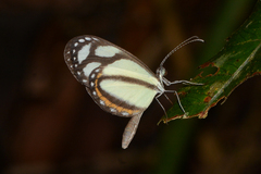 Moschoneura pinthous